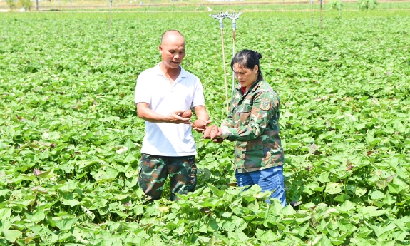 Làm giàu từ đồng ruộng quê hương