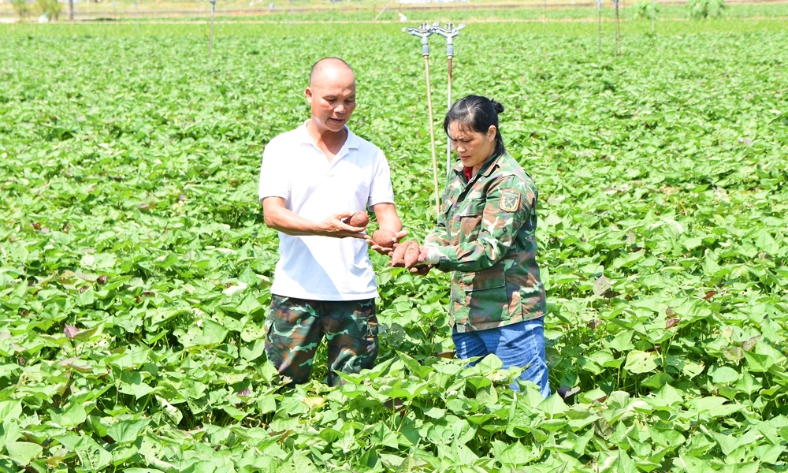  Làm giàu từ đồng ruộng quê hương