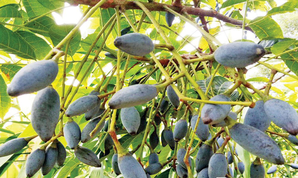  Thao thiết ơi, mùa trám