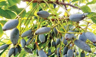 Thao thiết ơi, mùa trám