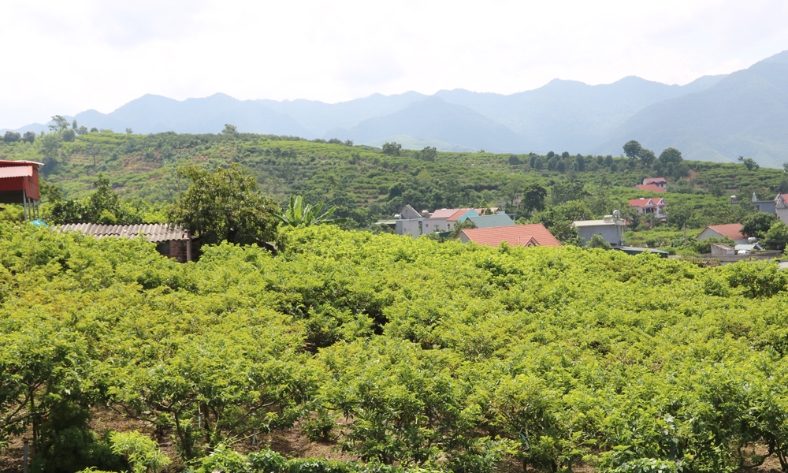  Nghĩa Phương vào mùa thụ phấn na chiêm