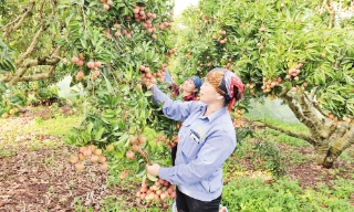 Nông nghiệp ứng dụng công nghệ cao: Tăng giá trị, rộng đầu ra