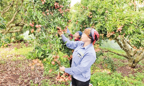 Nông nghiệp ứng dụng công nghệ cao: Tăng giá trị, rộng đầu ra