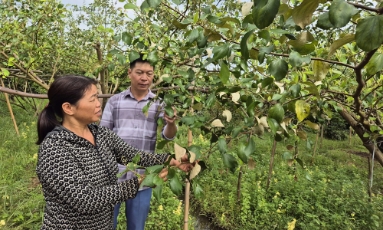  Bắc Ninh: Xây dựng bản đồ nông hóa cho vùng cây ăn quả trọng điểm