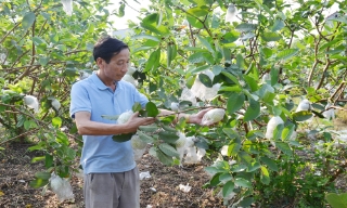 Lợi ích kép từ sử dụng chế phẩm vi sinh IMO