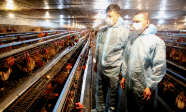  Bắc Ninh: Ứng dụng công nghệ cao, nâng tầm chăn nuôi trang trại