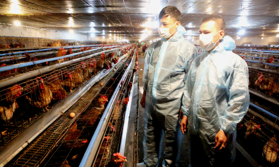 Bắc Ninh: Ứng dụng công nghệ cao, nâng tầm chăn nuôi trang trại