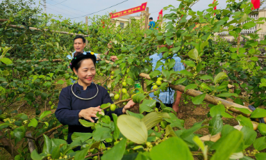  Táo Đại Sơn - hứa hẹn mùa quả ngọt