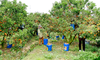 Bắc Ninh: Tập trung sản xuất các giống khoai tây sạch bệnh và tiêu thụ cam, bưởi