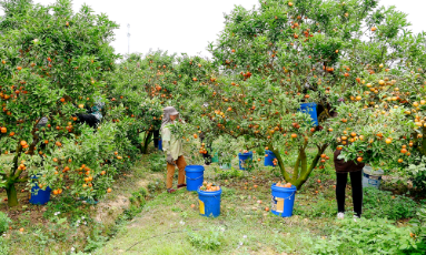  Bắc Ninh: Tập trung sản xuất các giống khoai tây sạch bệnh và tiêu thụ cam, bưởi