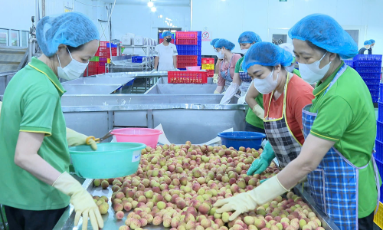  Bắc Ninh: Quan tâm phát triển sản phẩm nông nghiệp hữu cơ, sinh thái