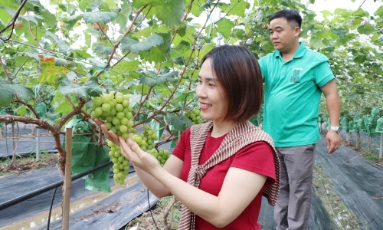  Bắc Ninh: Áp dụng quy trình tiên tiến sản xuất nho mẫu đơn
