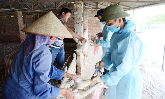 Bắc Ninh: Tạo vành đai an toàn cho đàn gia cầm