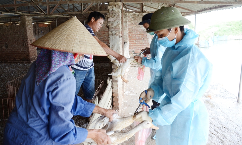  Bắc Ninh: Tạo vành đai an toàn cho đàn gia cầm