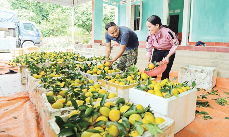  Bắc Ninh: Nhộn nhịp mùa cam, bưởi