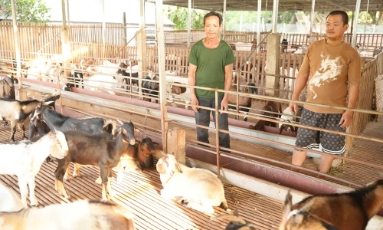  Thu nhập cao từ đàn dê