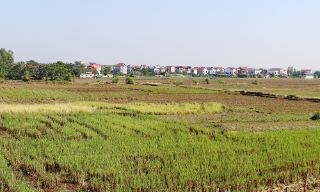 Bắc Ninh thực hiện chuyển đổi cơ cấu cây trồng, vật nuôi trên đất trồng lúa với tổng diện tích hơn 930 ha