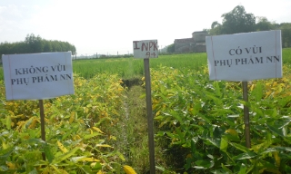 Phụ phẩm nông nghiệp - “nguồn vàng” cải tạo đất xám bạc màu