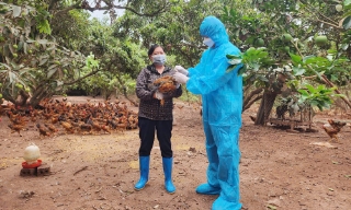 Bảo vệ vật nuôi trước nguy cơ dịch bệnh