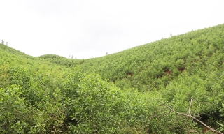 Bắc Ninh: Phát triển giá trị đa dụng của hệ sinh thái rừng đến năm 2030, tầm nhìn đến năm 2050