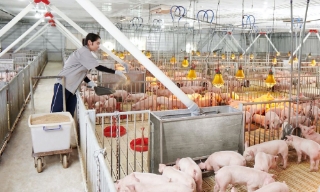 Bắc Ninh: Chủ động tái đàn, bảo đảm nguồn cung thực phẩm dịp Tết