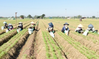 Bắc Ninh: Linh hoạt cơ cấu cây trồng vụ đông trên đất bãi