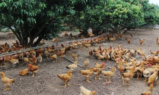 Bắc Ninh tăng cường công tác phòng, chống dịch bệnh gia súc, gia cầm vụ Đông Xuân