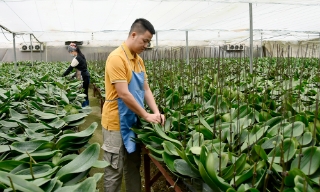 Bắc Ninh: Nhà vườn chăm hoa đón Tết