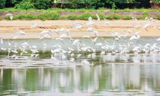 Giữ bình yên cho những cánh chim trời