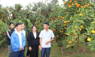 Bắc Ninh: Mùa quả chín níu chân du khách