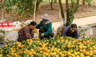 Thích ứng với thị trường, nâng hiệu quả nông nghiệp