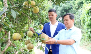 Thu nhập cao từ trang trại tổng hợp