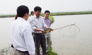 Bắc Ninh: Mở rộng diện tích nuôi thủy sản tiêu chuẩn VietGAP