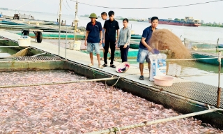 Hợp tác xã Nông nghiệp và dịch vụ tổng hợp nuôi trồng thủy sản Chiến Thắng: "Ngôi sao" của kinh tế tập thể