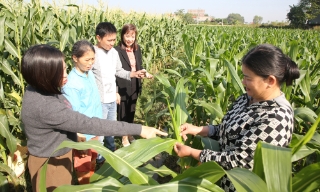 Bắc Ninh: Tăng giá trị cây vụ đông, bù đắp thiệt hại vụ mùa