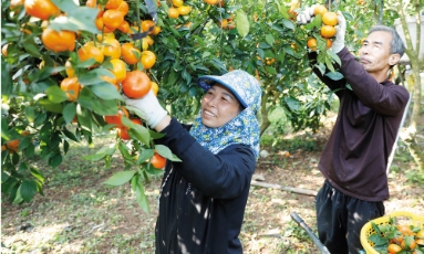  Bắc Ninh: Hối hả thu hoạch trái cây dịp cuối năm