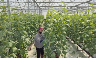 Bắc Ninh: Chuyển đổi hơn 477 ha đất trồng lúa kém hiệu quả