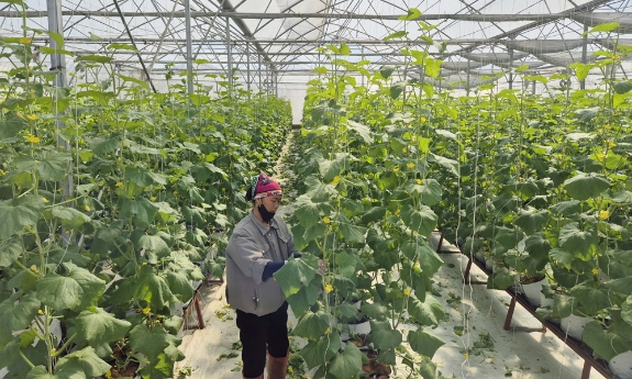 Bắc Ninh: Chuyển đổi hơn 477 ha đất trồng lúa kém hiệu quả