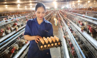 Bắc Ninh: Ứng dụng khoa học công nghệ, tăng giá trị chăn nuôi