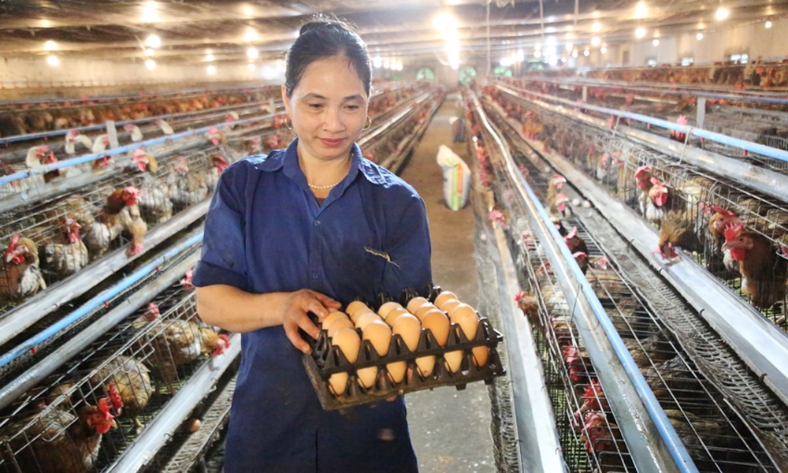  Bắc Ninh: Ứng dụng khoa học công nghệ, tăng giá trị chăn nuôi