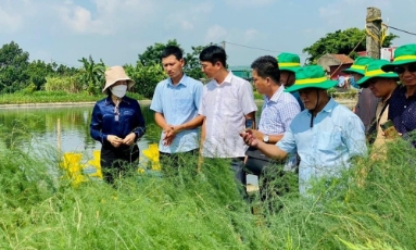  Bắc Ninh: Phát triển mô hình chi, tổ hội nông dân nghề nghiệp