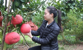 Chuẩn bị khoảng 1,5 triệu quả bưởi đỏ bán Tết