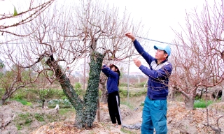 Bắc Ninh: Vùng trồng đào tấp nập vào vụ Tết