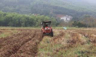Liên kết sản xuất vụ đông ở vùng cao: “Đòn bẩy” nâng giá trị cây trồng