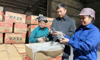 Bắc Ninh: Biến phế phẩm rừng trồng thành hàng xuất khẩu