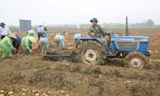 Liên kết với doanh nghiệp, nâng hiệu quả sản xuất khoai tây