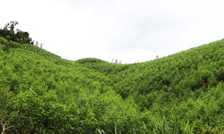 Bắc Ninh: Triển khai thực hiện các giải pháp hoàn thành vượt mức chỉ tiêu kế hoạch bảo vệ và phát triển rừng năm 2026