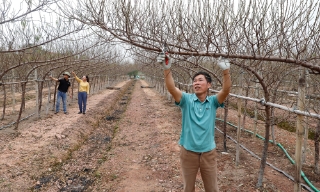 Bắc Ninh: Đồng làng ngập sắc hoa xuân