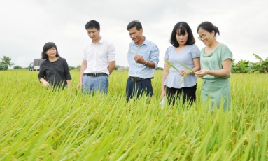  Công nghệ sinh học cải thiện chất lượng nguồn giống