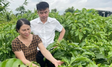  Dược liệu Hán Thị chinh phục thị trường